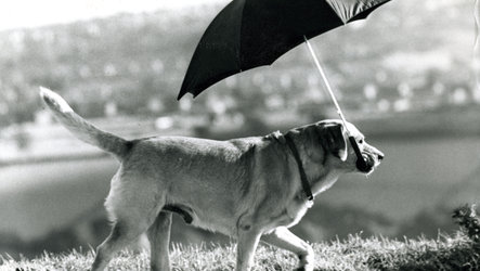 Photo Archiv Schweizer Hund mit Regenschirm