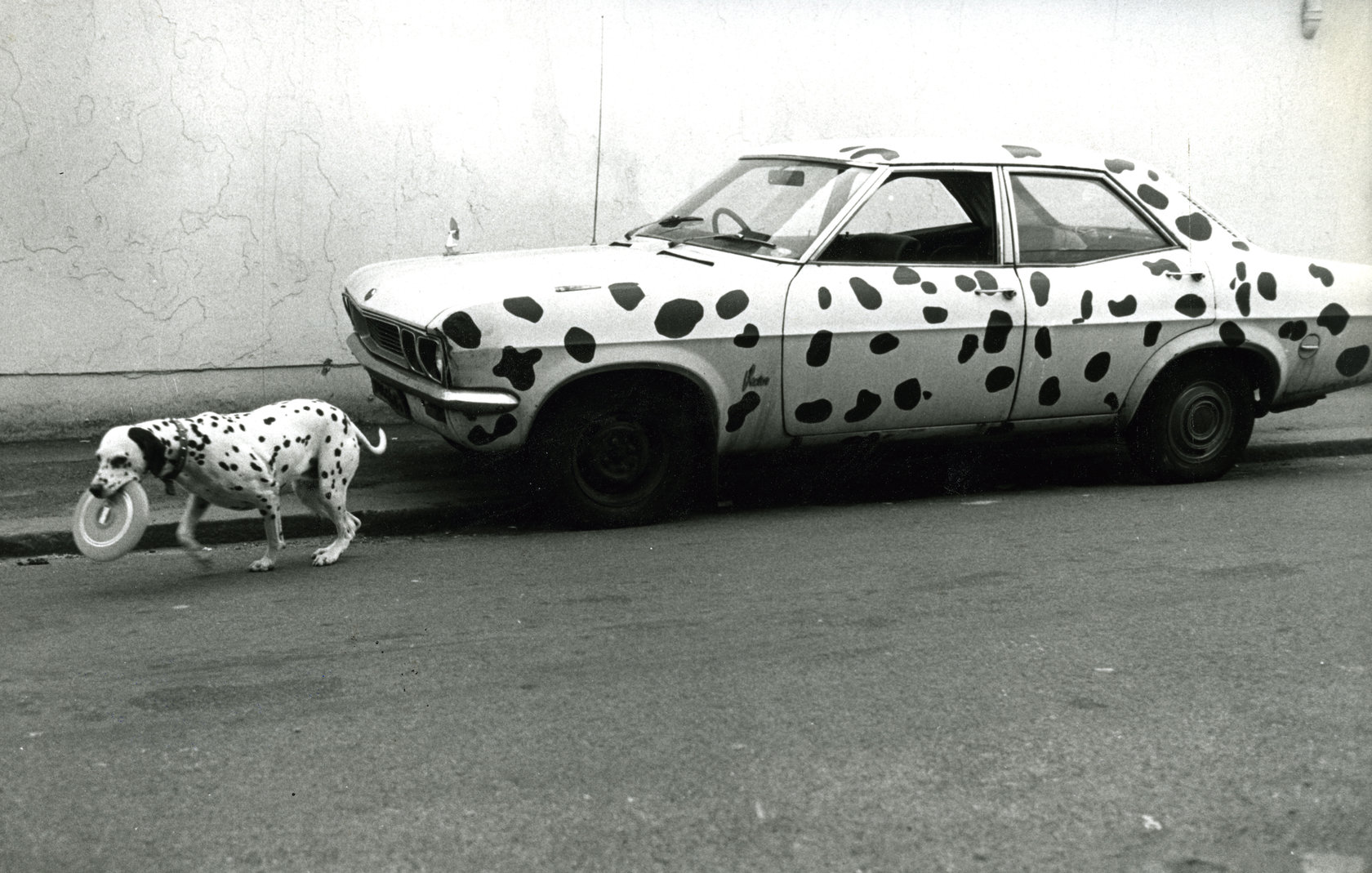 Photo Archiv Schweitzer: Dalmatiner vor gepunktetem Ford